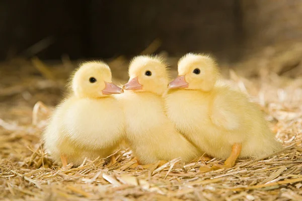 Tres Patitos Sobre Paja — Foto de Stock