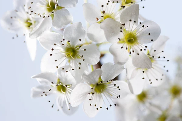 Hawthorn Blossom Blue Sky — Stock Photo, Image