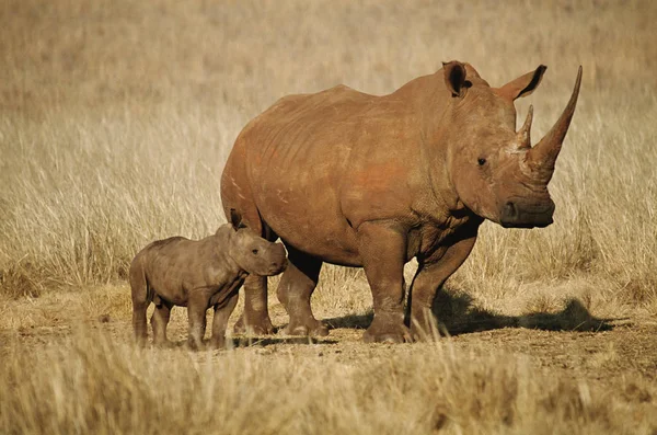 Rhinocéros blanc et veau — Photo