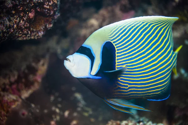 Underwater view of pomacanthus imperator (emperor angelfish) Palmerston Atoll, Cook Islands — Stock Photo, Image
