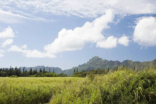 Scène de montagne en kauai — Photo