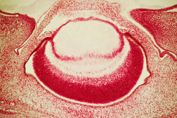 Vista Del Ojo Fetal Desde Microscopio — Foto de Stock