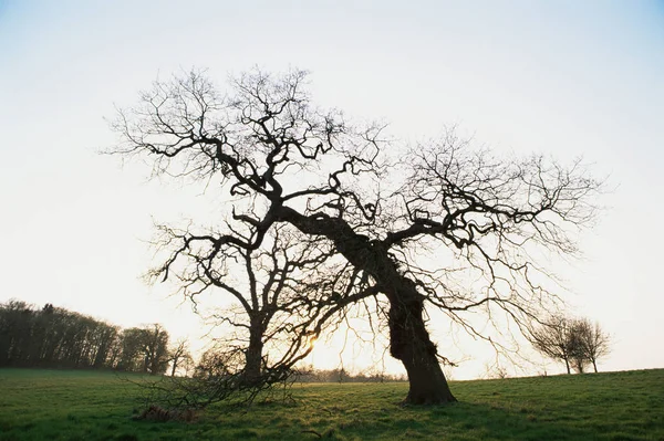 Sylwetka Drzewa — Zdjęcie stockowe