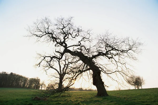 Silhouette Albero — Foto Stock