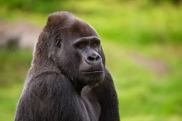 Western Lowland Gorilla Olhando Para Câmera — Fotografia de Stock