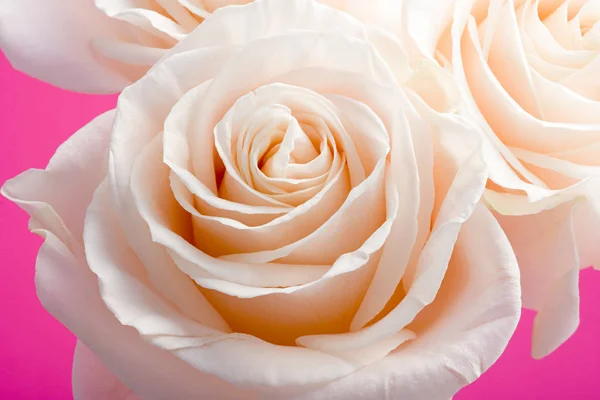 Rosas Cor Rosa Close — Fotografia de Stock
