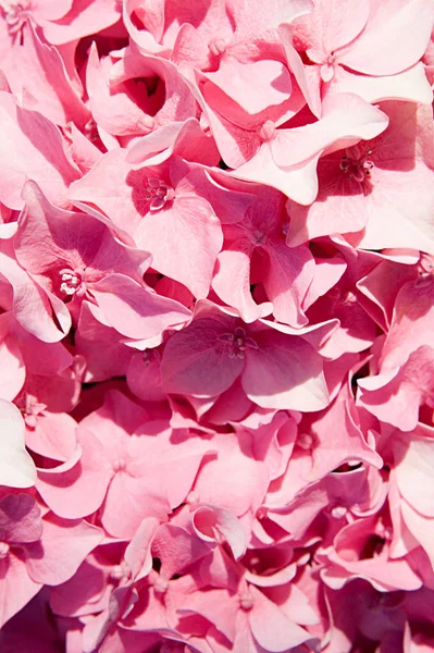 Roze Bloemen Close — Stockfoto