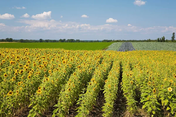 Campo Girasoles Sobre Cielo —  Fotos de Stock