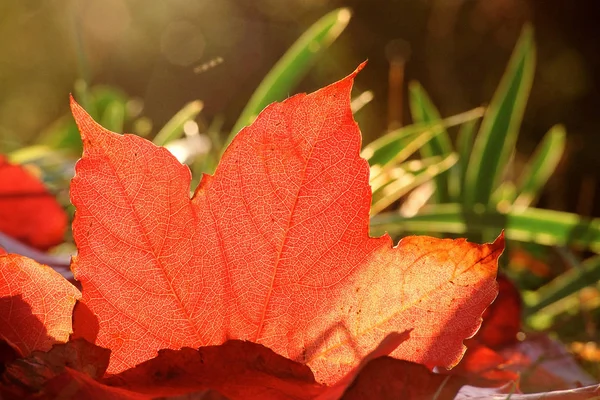 Селективное Фокусирование Осенних Листьев — стоковое фото
