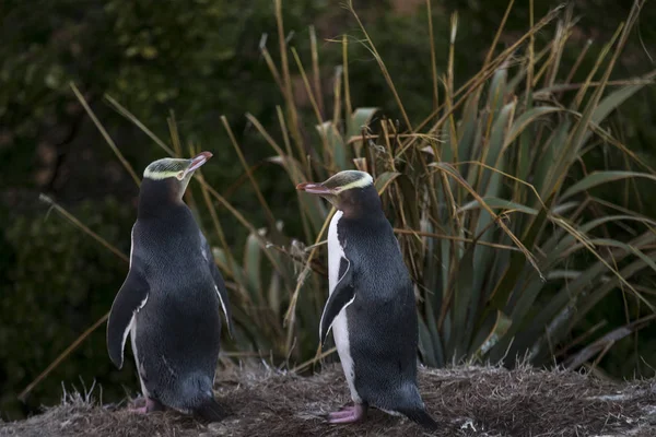 Dva Tučňáci Žlutookí Megadyptes Antipodes Katiki Point Moeraki Nový Zéland — Stock fotografie