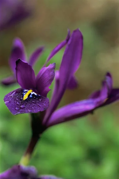 Iris Miniatura Cerca —  Fotos de Stock