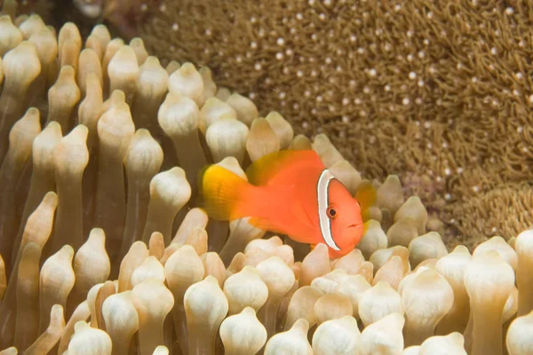 Anemonefish and sea anemone — Stock Photo, Image