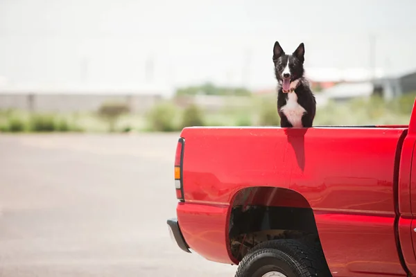 Yoldaki Kırmızı Kamyonetli Köpek — Stok fotoğraf