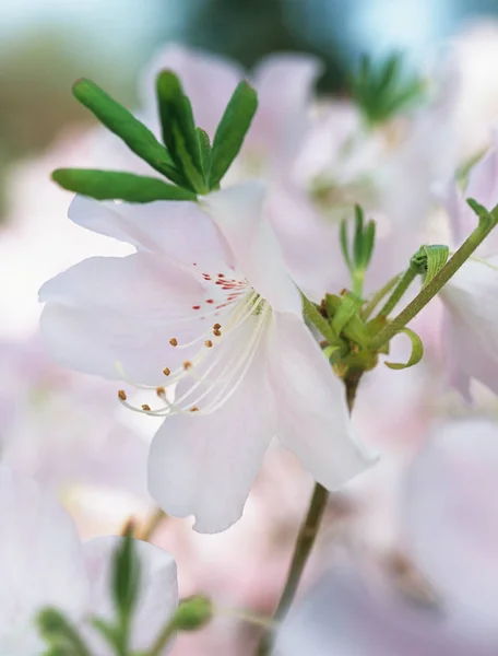 Azalea Flower Selective Focus — Stock Photo, Image