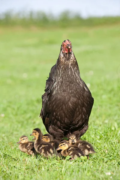 Seis Patinhos Com Uma Galinha Grama — Fotografia de Stock