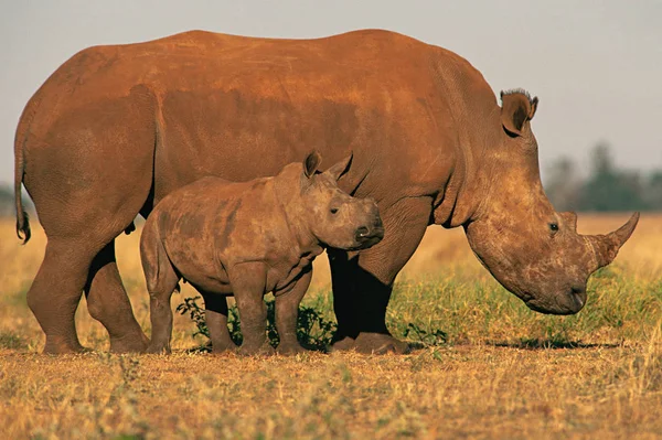 Deux Rhinocéros Dans Les Champs — Photo