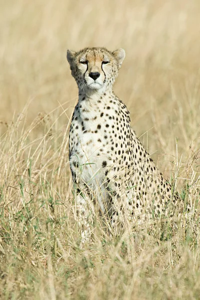 Seekor Cheetah Rumput — Stok Foto