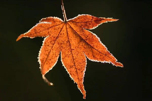 Maple Leaf Black Background — Stock Photo, Image