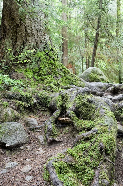 Yeşil Ormandaki Ağaç — Stok fotoğraf