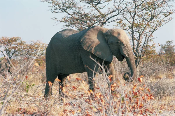 Африканский Слон Закрывающийся — стоковое фото