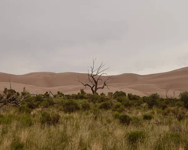Un arbre dans le parc national de Sand Dune, Colorado, USA — Photo