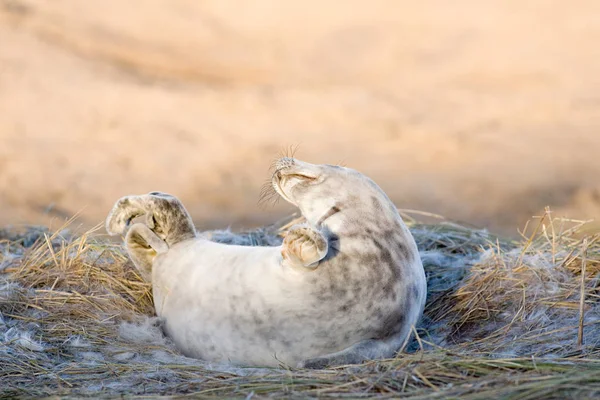 Phoque Gris Chiot Donna Nook Lincolnshire — Photo