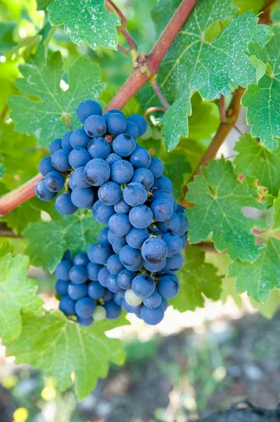 Bordeaux Grapes Gironde France — Stock Photo, Image