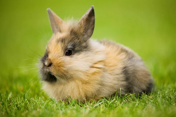 Один Кролик Сидить Траві — стокове фото