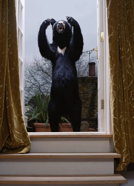 Фарширований ведмідь біля вікна — стокове фото