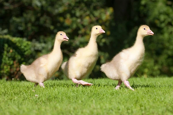 Kolme Goslings Kävely Ruoho — kuvapankkivalokuva