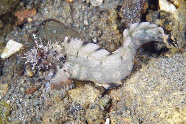 Chirolophis saitone, pesce spina dorsale, Mare del Giappone — Foto Stock