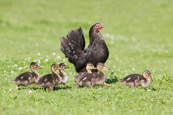 Seis patinhos com uma galinha na grama — Fotografia de Stock