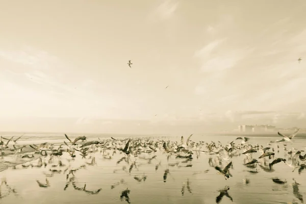 Πουλιά που πετούν πάνω από τον ωκεανό — Φωτογραφία Αρχείου
