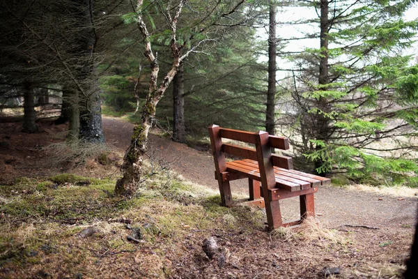 森の未舗装路のベンチ — ストック写真