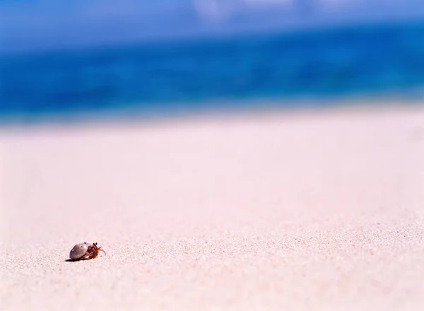 Hermit crab on beach — Stock Photo, Image