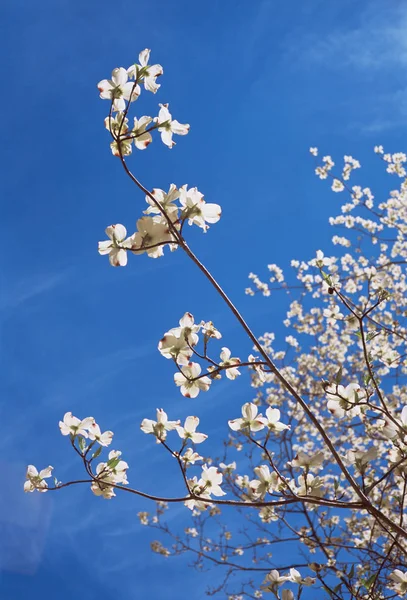 Fioritura Sopra Cielo Blu — Foto Stock