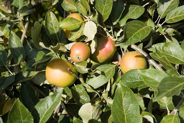 Manzanas cultivadas en huerto — Foto de Stock