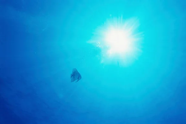 海で泳いでいる魚 — ストック写真