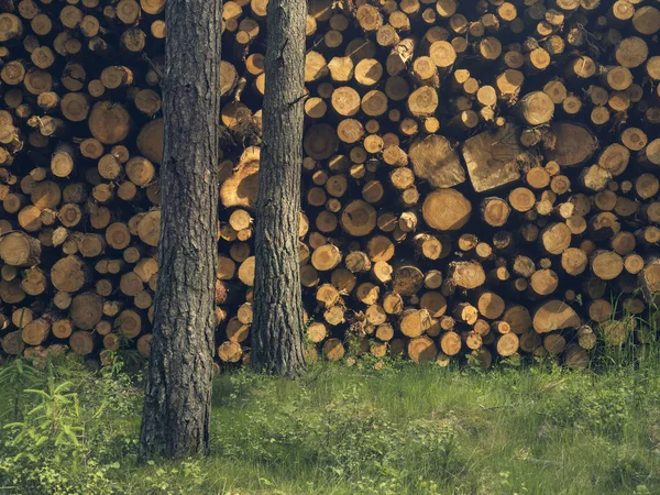 Вырубить Древесину Рядом Двумя Оставшимися Деревьями Перт Шотландия — стоковое фото