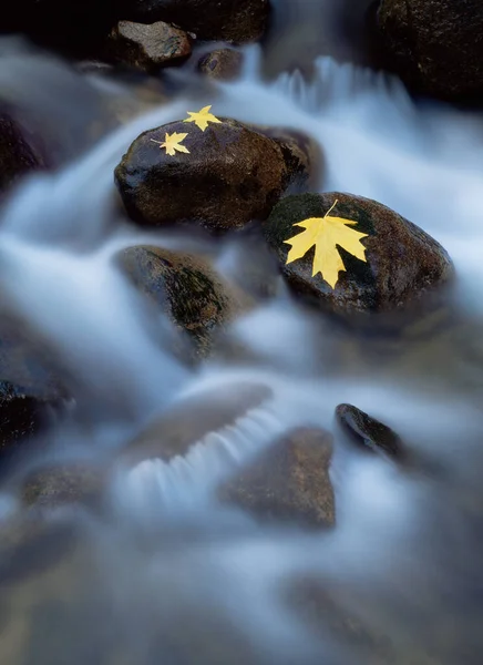 Foglie Acero Maggiore Sulle Rocce Del Fiume Merced — Foto Stock