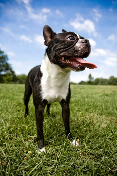 Boston Terrier Freien Auf Gras — Stockfoto
