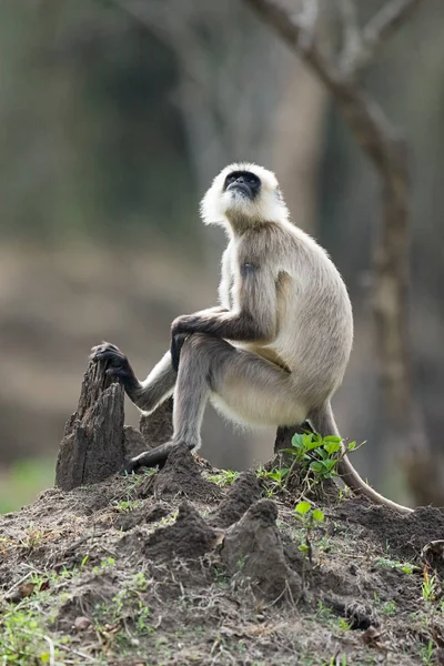 Um macaco langur sentado em um toco de árvore — Fotografia de Stock