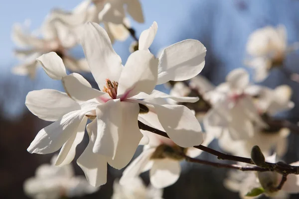 Fioritura Albero Vicino — Foto Stock