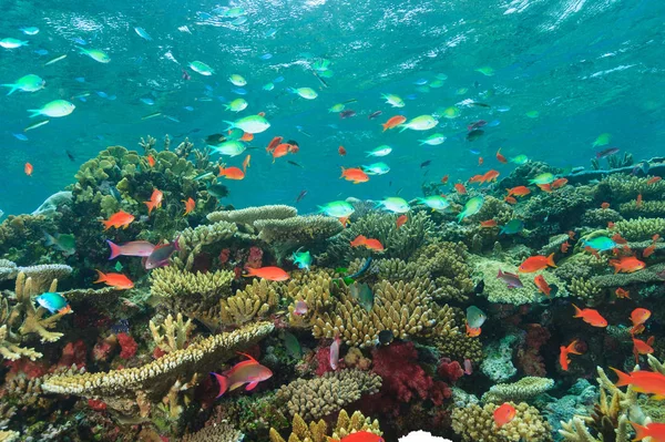 Colorful Fish Swimming Coral Reef — Stock Photo, Image