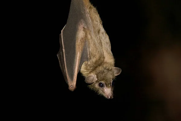 Egyptian Fruit Bat isolated on black background