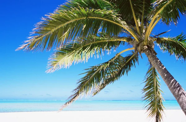 Palmeira Uma Praia — Fotografia de Stock