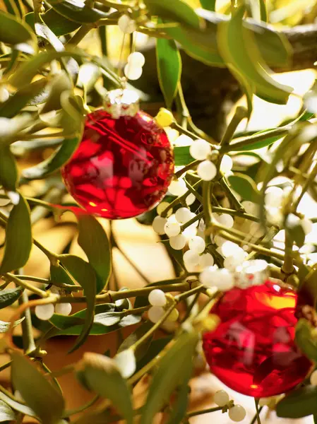 Bauble de azevinho e Natal — Fotografia de Stock