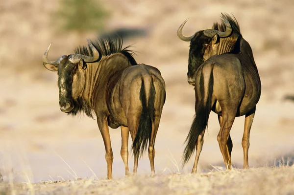 Blue Wildebeest Вид Сзади — стоковое фото