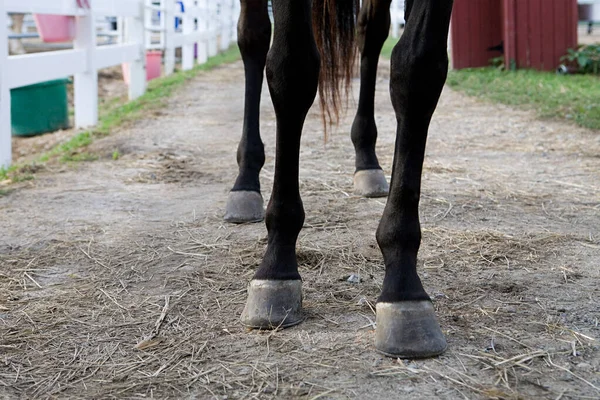 Beine Und Hufe Des Pferdes — Stockfoto