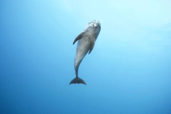 Bottlenose Dolphin Swimming Ocean — Stock Photo, Image